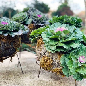 Rustic Steel Plant Riser Stands: Indoor Outdoor Display, Multi-Use