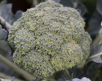 Broccoli Seeds, Marathon Variety, Standard Heading Broccoli Great for Colder climates and Overwintering,