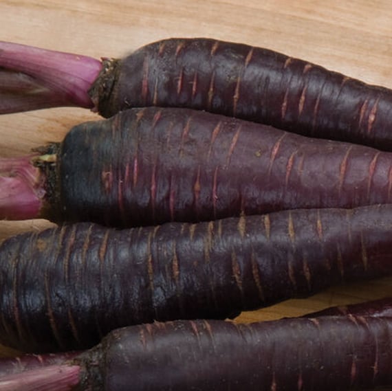 Dark Purple Carrot Seeds: Specialty Vegetable Garden