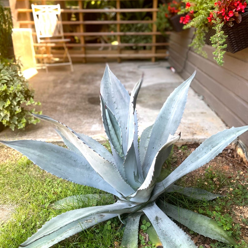 Blue Agave Plant, Agave Americana, bare root, live plant, large succulent image 6