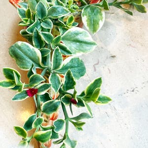 Puede incluir: Primer plano de una planta colgante con hojas variegadas verdes y blancas y peque&ntilde;as flores rojas. La planta cae en cascada desde una pieza de cer&aacute;mica decorativa con dise&ntilde;os florales naranjas y rojos. El fondo es una superficie clara y texturizada.