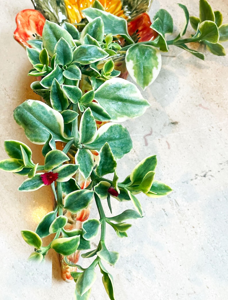 Puede incluir: Primer plano de una planta colgante con hojas variegadas verdes y blancas y peque&ntilde;as flores rojas. La planta cae en cascada desde una pieza de cer&aacute;mica decorativa con dise&ntilde;os florales naranjas y rojos. El fondo es una superficie clara y texturizada.