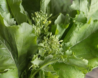 Raab Seeds, Broccoli Raab, Spring Raab