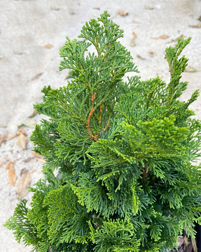 Dwarf Hinoki Cypress Tree, Chamaecyparis obtusa Nana Gracilis, Nana Gracilis False Cypress image 7