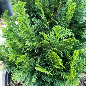 Dwarf Hinoki Cypress Tree, Chamaecyparis obtusa Nana Gracilis, Nana Gracilis False Cypress image 6