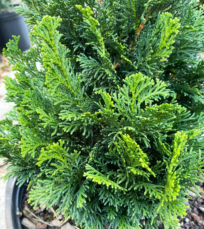 Dwarf Hinoki Cypress Tree, Chamaecyparis obtusa Nana Gracilis, Nana Gracilis False Cypress image 6