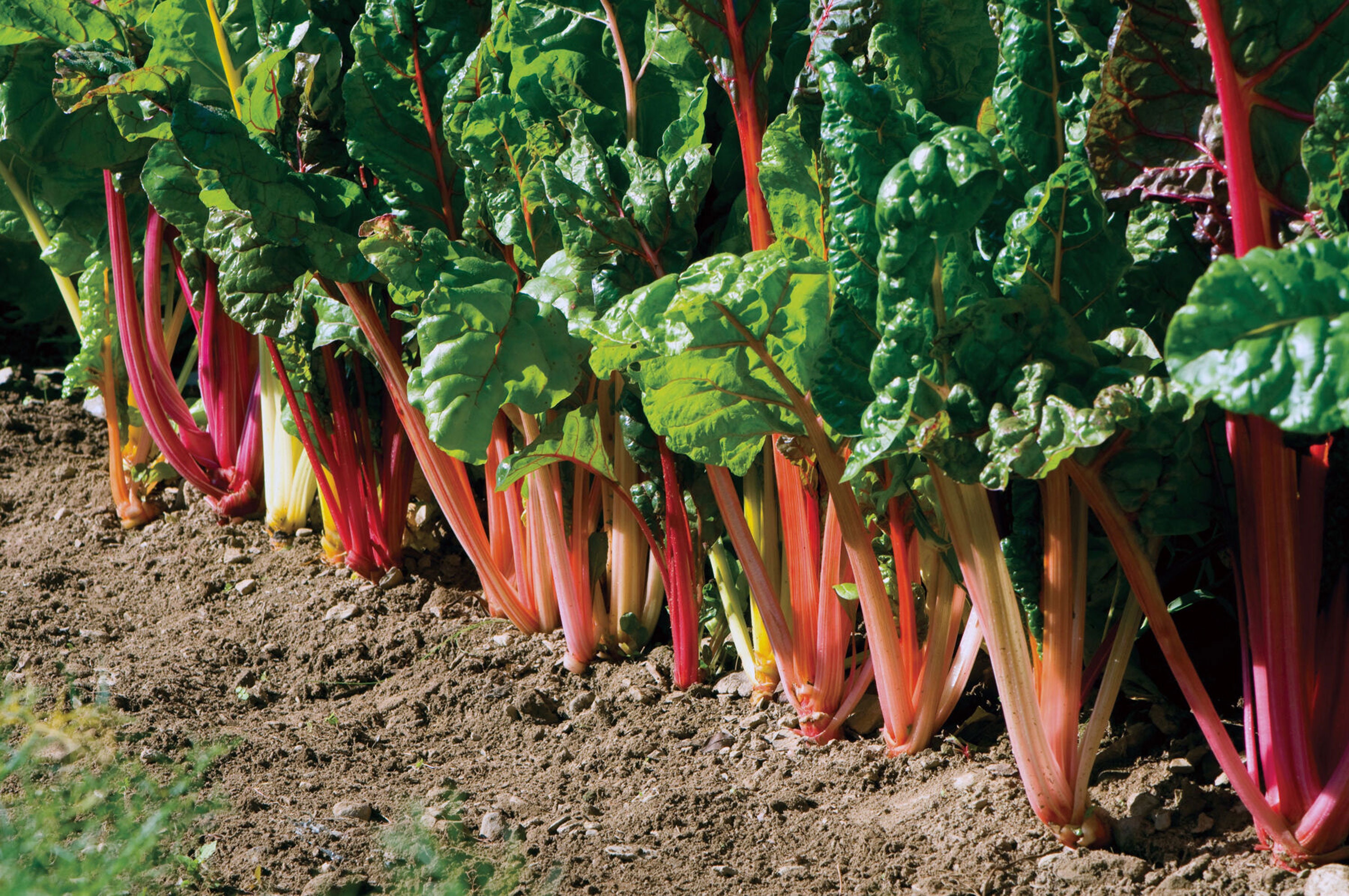 Color Chard Bright Lights Swiss Chard Seeds: Multi-color Stems - Etsy