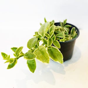 Puede incluir: Una peque&ntilde;a planta en maceta con hojas abigarradas verdes y amarillas. La planta est&aacute; en una maceta de pl&aacute;stico negro, sobre un fondo blanco. Las hojas tienen forma redondeada y un h&aacute;bito rastrero.