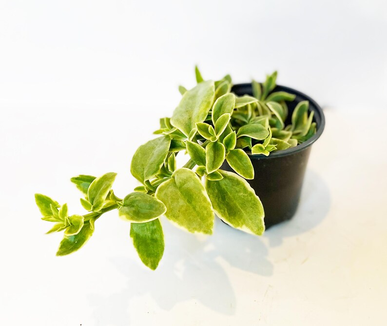 Puede incluir: Una peque&ntilde;a planta en maceta con hojas abigarradas verdes y amarillas. La planta est&aacute; en una maceta de pl&aacute;stico negro, sobre un fondo blanco. Las hojas tienen forma redondeada y un h&aacute;bito rastrero.