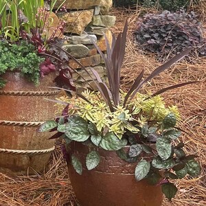 Red Flame Ivy, Hemigraphis alt., Unique Red to Purple Ivy, Indoors or Outdoors, Containers, Draping, Filler & Spiller