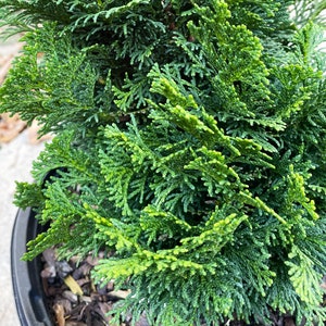 Dwarf Hinoki Cypress Tree, Chamaecyparis obtusa Nana Gracilis, Nana Gracilis False Cypress image 9