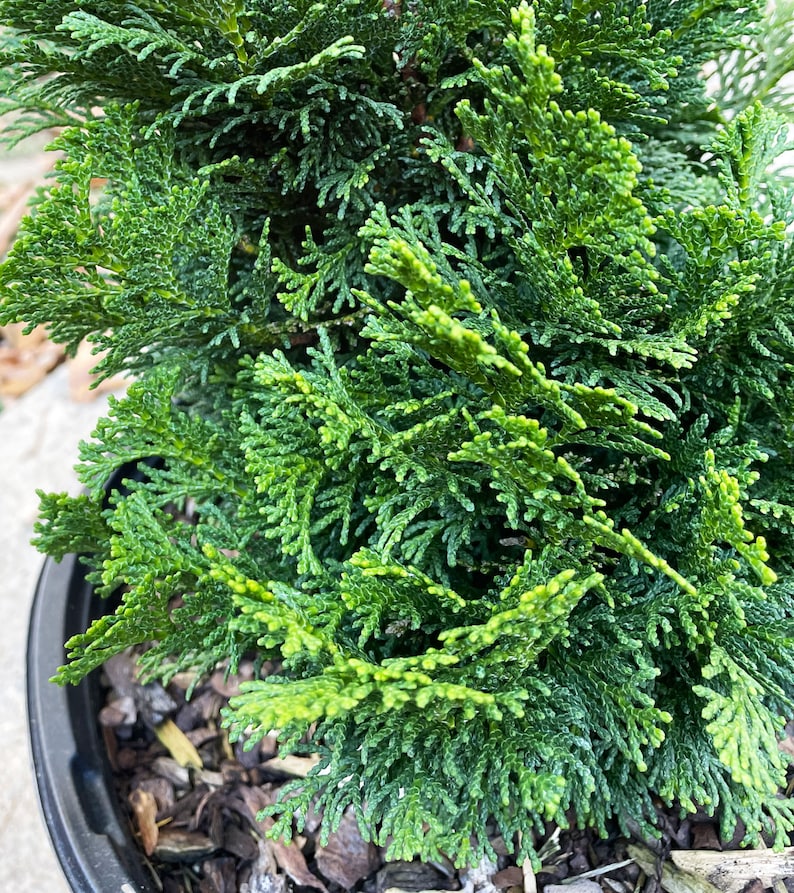 Dwarf Hinoki Cypress Tree, Chamaecyparis obtusa Nana Gracilis, Nana Gracilis False Cypress image 9