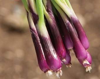 Red Bunching Onion Seeds, Allium cepa, Purple Onions, Spring, Summer and Fall Harvest, Colorful, Grow Your Own Onions, Small Gardens