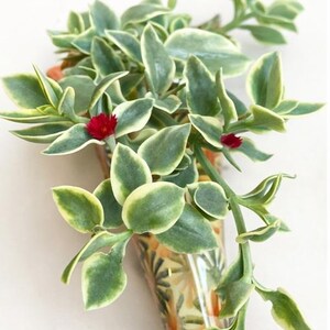 Puede incluir: Primer plano de una planta suculenta colgante con hojas verdes y crema y peque&ntilde;as flores rojas. La planta est&aacute; en un jarr&oacute;n decorativo en forma de cono con un estampado floral naranja y amarillo.