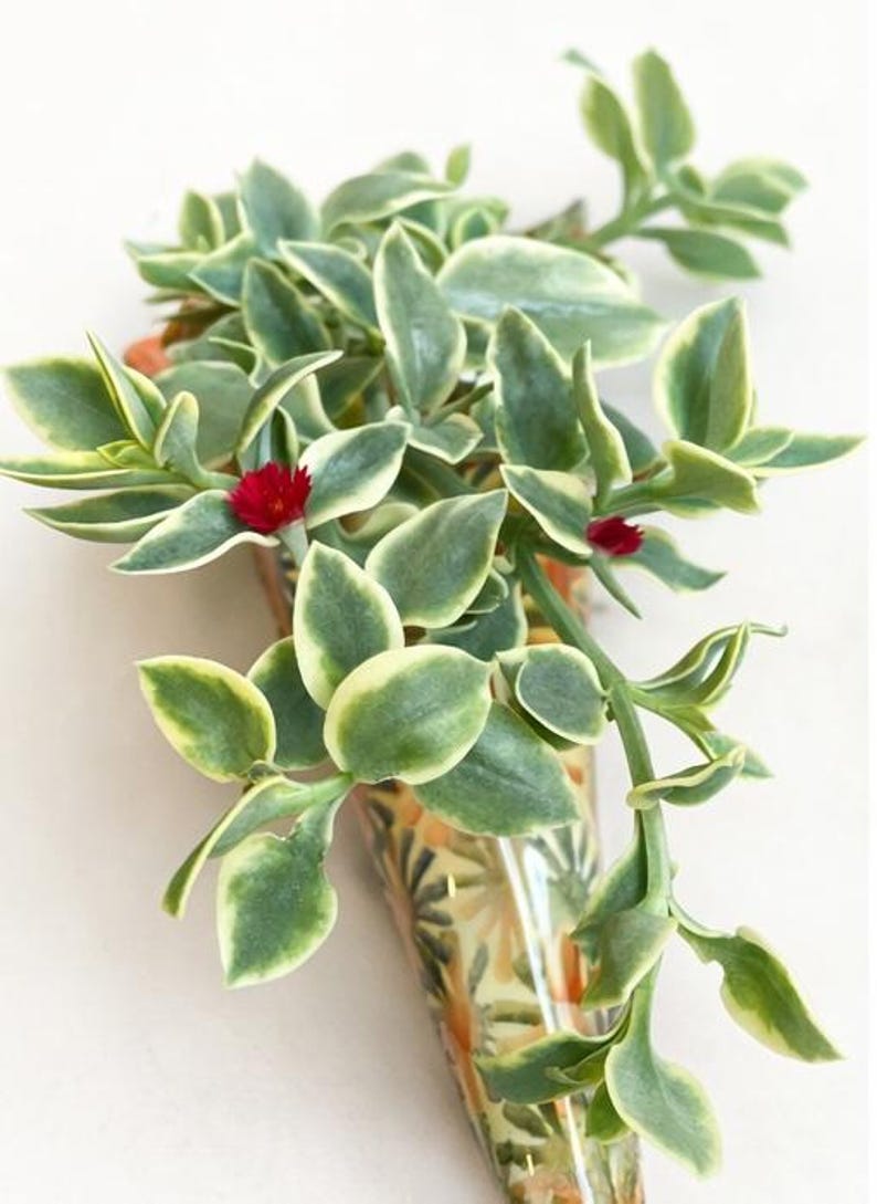 Puede incluir: Primer plano de una planta suculenta colgante con hojas verdes y crema y peque&ntilde;as flores rojas. La planta est&aacute; en un jarr&oacute;n decorativo en forma de cono con un estampado floral naranja y amarillo.