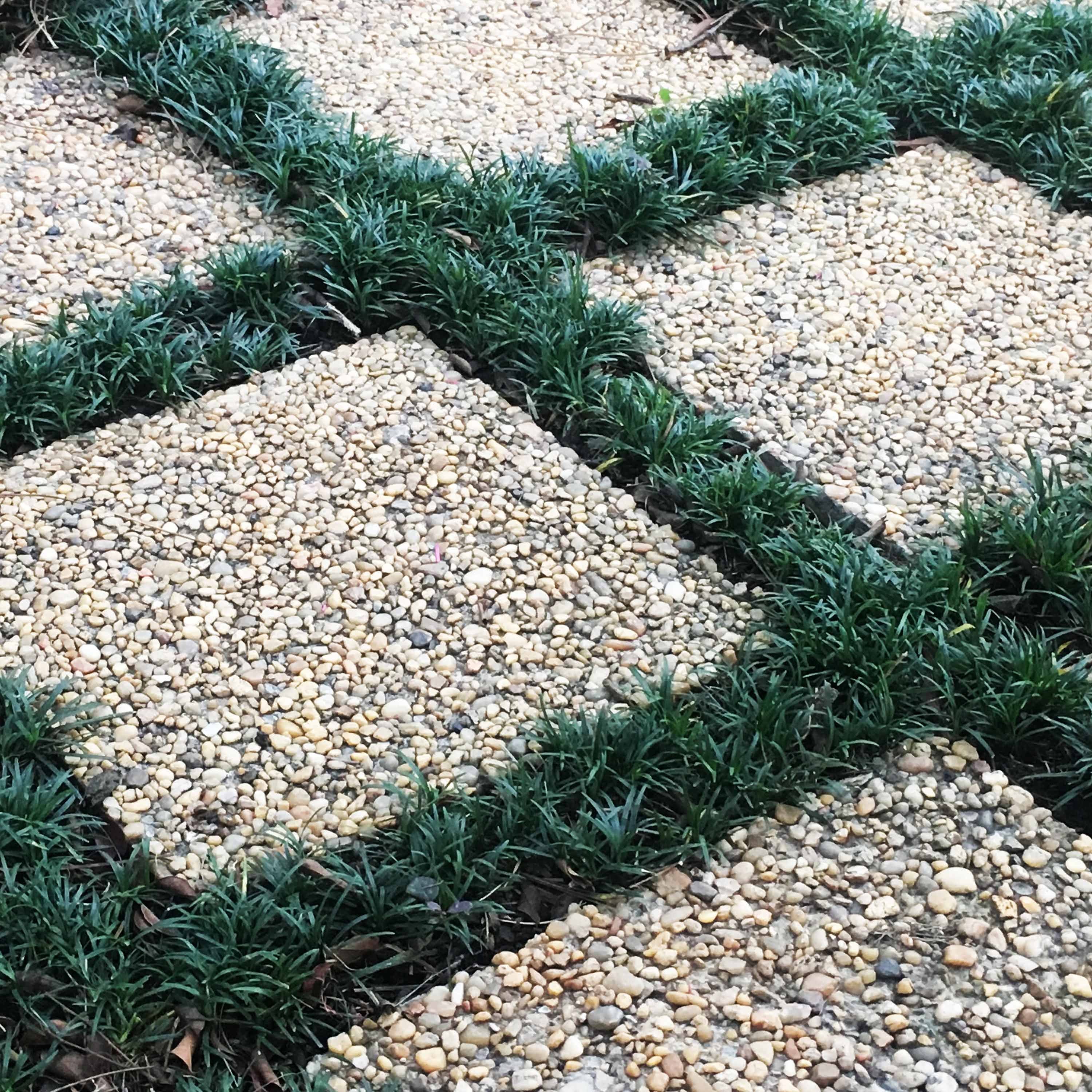 Dwarf Mondo Grass Evergreen Mondo Grass Ophiopogon Etsy