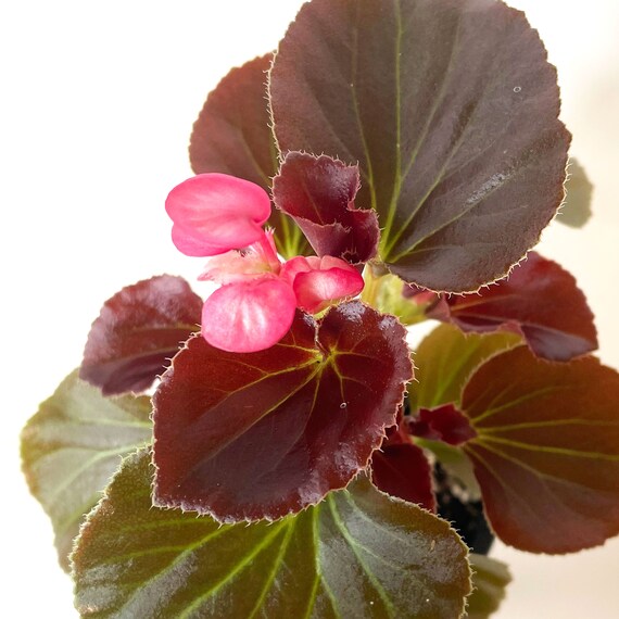 Cocktail Gin Begonia Wax Begonia Full Sun to Shade Wax Etsy