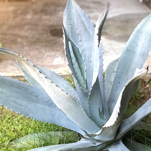 Blue Agave Plant, Agave Americana, bare root, live plant, large succulent image 7