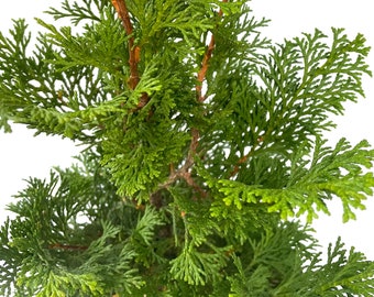 Hinoki False Cypress, Chamaecyparis obtusa, Evergreen Small Ornamental Cypress Tree, Conifer, Accent Plant