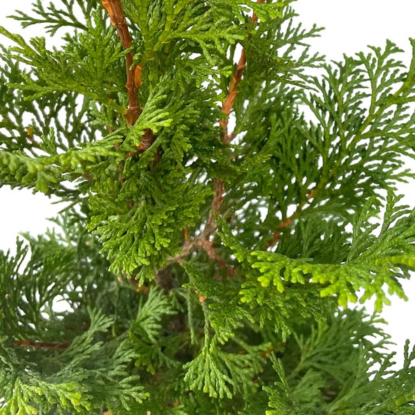 Hinoki False Cypress, Chamaecyparis obtusa, Evergreen Small Ornamental Cypress Tree, Conifer, Accent Plant