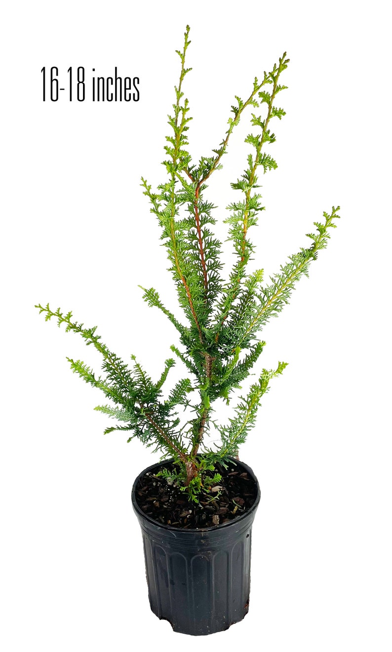 Fernspray False Cypress Live Plant Chamaecyparis Obtusa Etsy