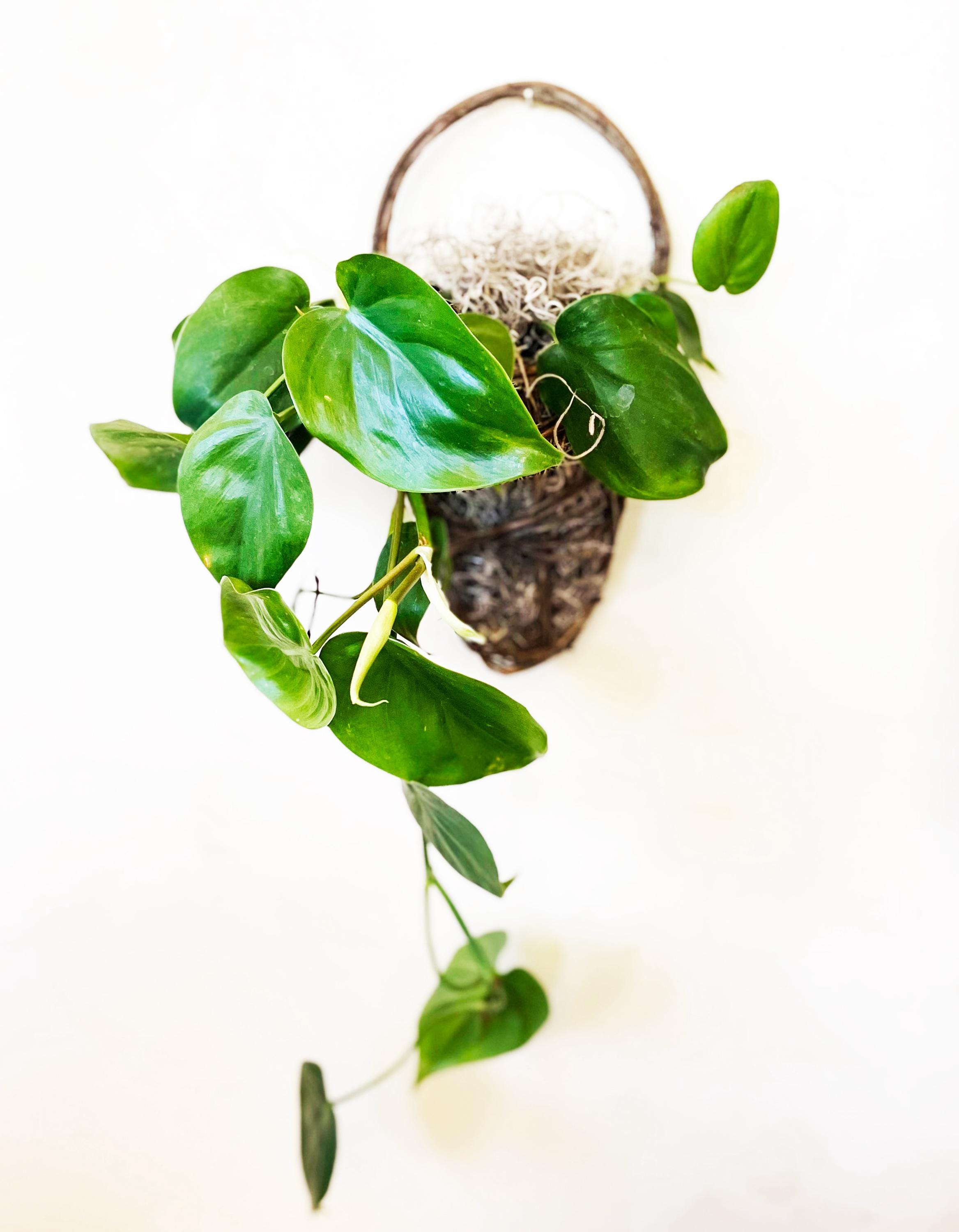 succulents house plants Baby Succulent Mix (4 Plants) 6cm Pot House Plants  Plants For All Seasons