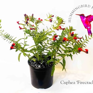 May include: A potted plant with red and purple flowers. The plant is labeled "Cuphea 'Firecracker'" and is described as a hummingbird favorite.