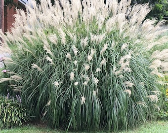 Adagio Maiden Grass: Drought Tolerant Ornamental Grass, Winter Interest (1 Gallon Container)