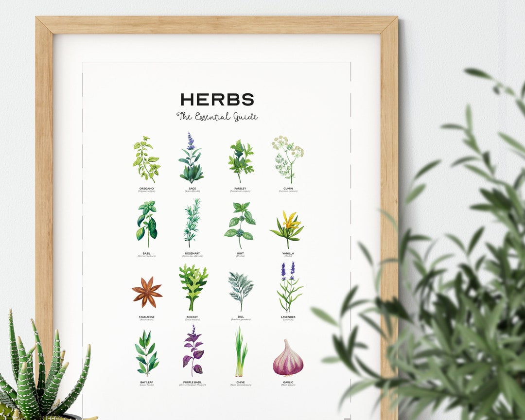 Herb Poster Herb Print Kitchen Herb Print Kitchen Wall Art - Etsy UK