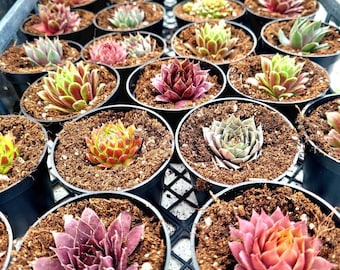 2" Potted LIVE Succulents 20 Count/ Wedding Favors/Shower GIfts/House Plants/