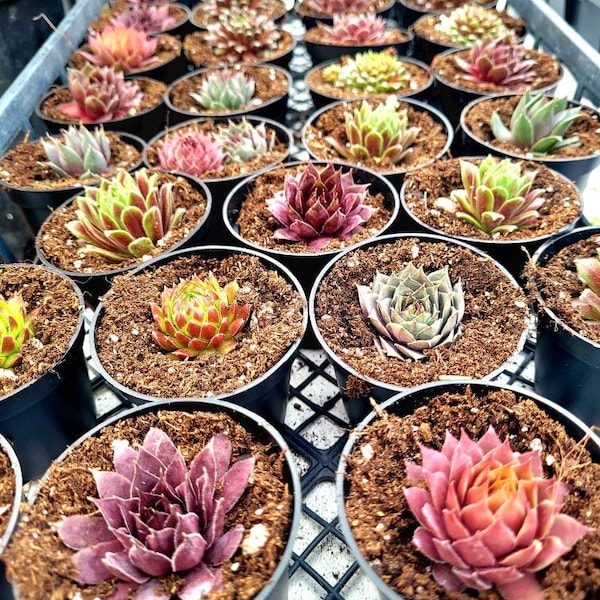 2" Potted LIVE Succulents 20 Count/ Wedding Favors/Shower GIfts/House Plants/