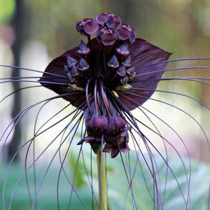 LIVE PLANTS Black Bat Orchid