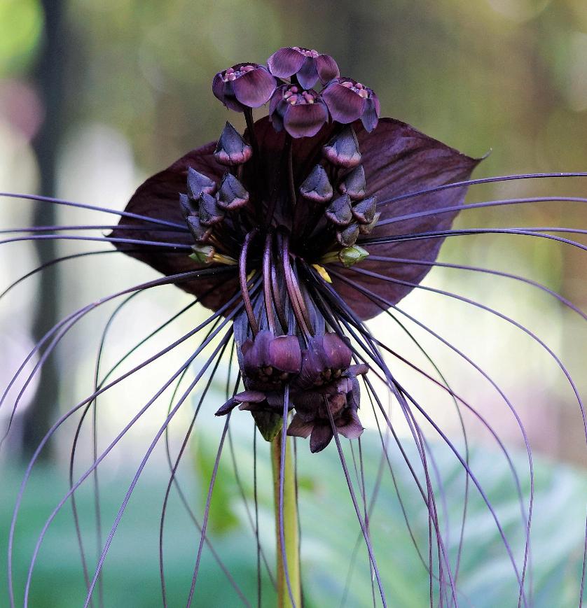 Young Orchid Plant Canada