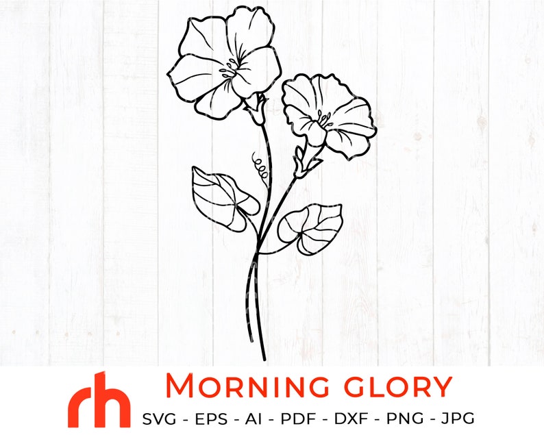 Morning glory svg September birth flower svg Morning glory Etsy