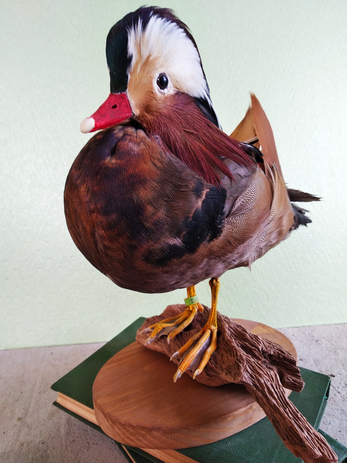 Mandarin Wood Duck taxidermy bird mount Etsy