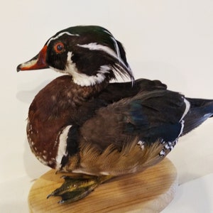 stuffed wood duck