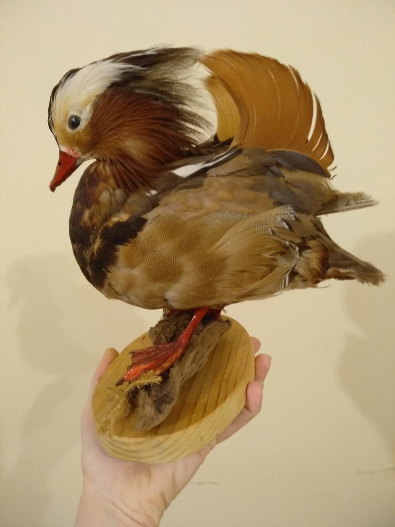 stuffed mandarin duck