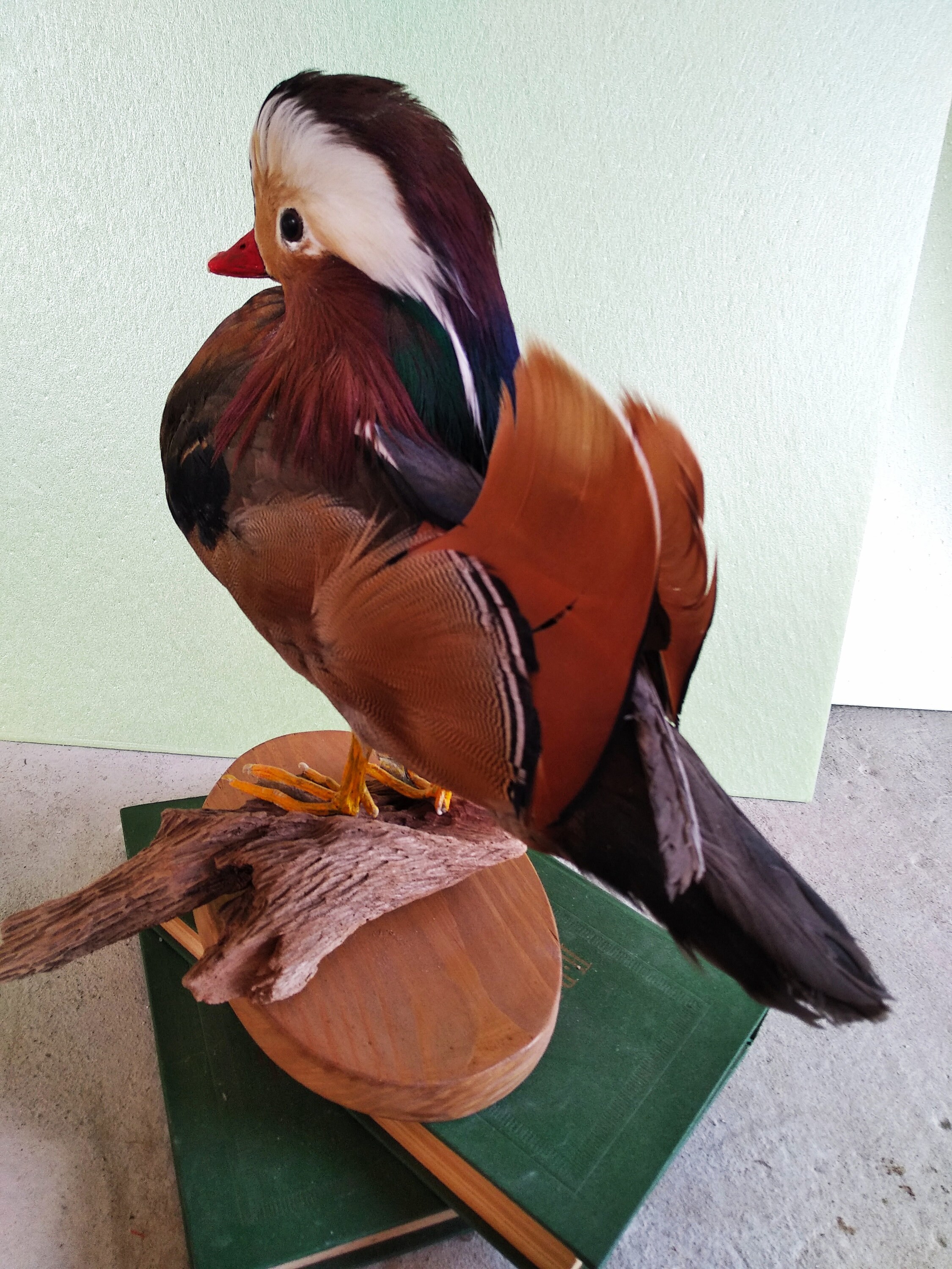 Mandarin Wood Duck taxidermy bird mount Etsy