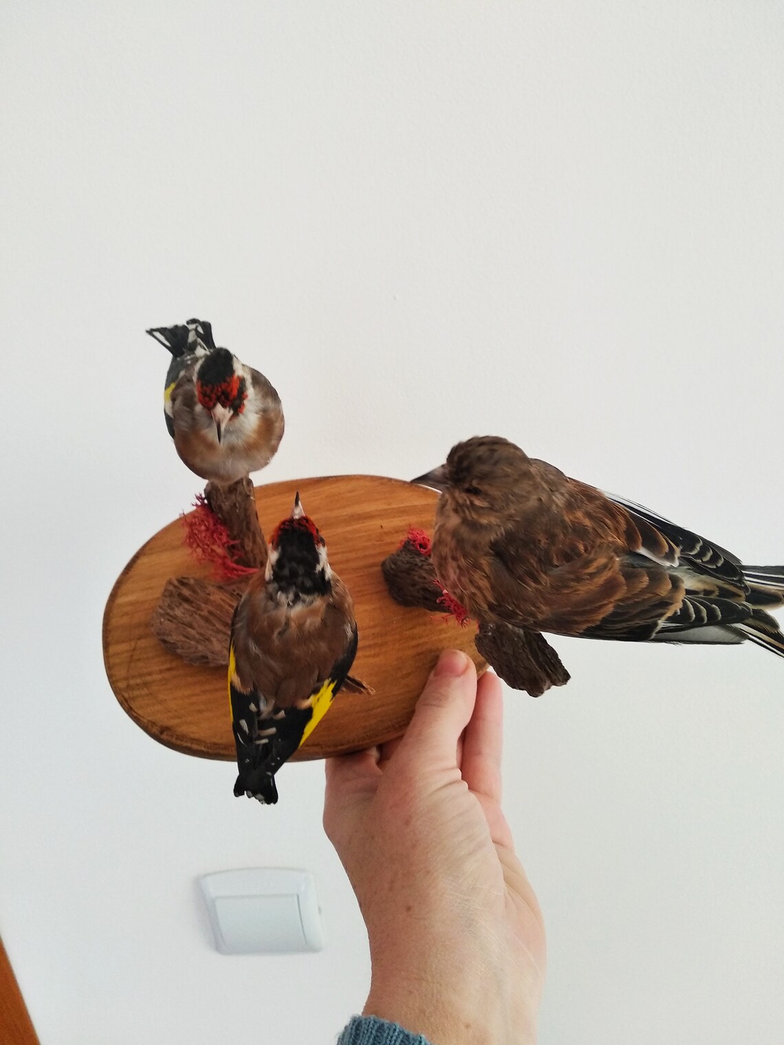 SALE Goldfinch Linnet Bird Taxidermy Composition Beautiful | Etsy