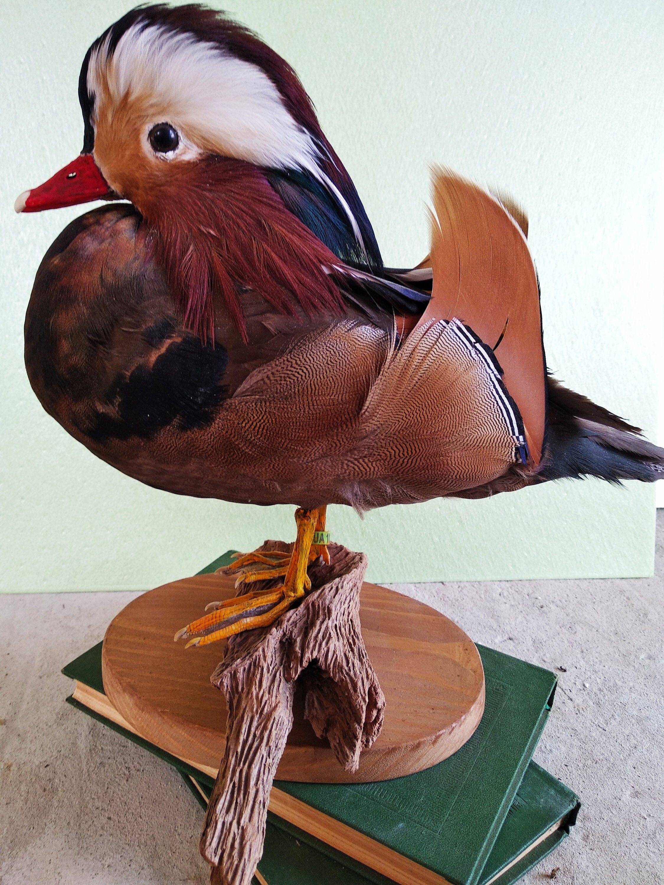 Mandarin Wood Duck taxidermy bird mount Etsy