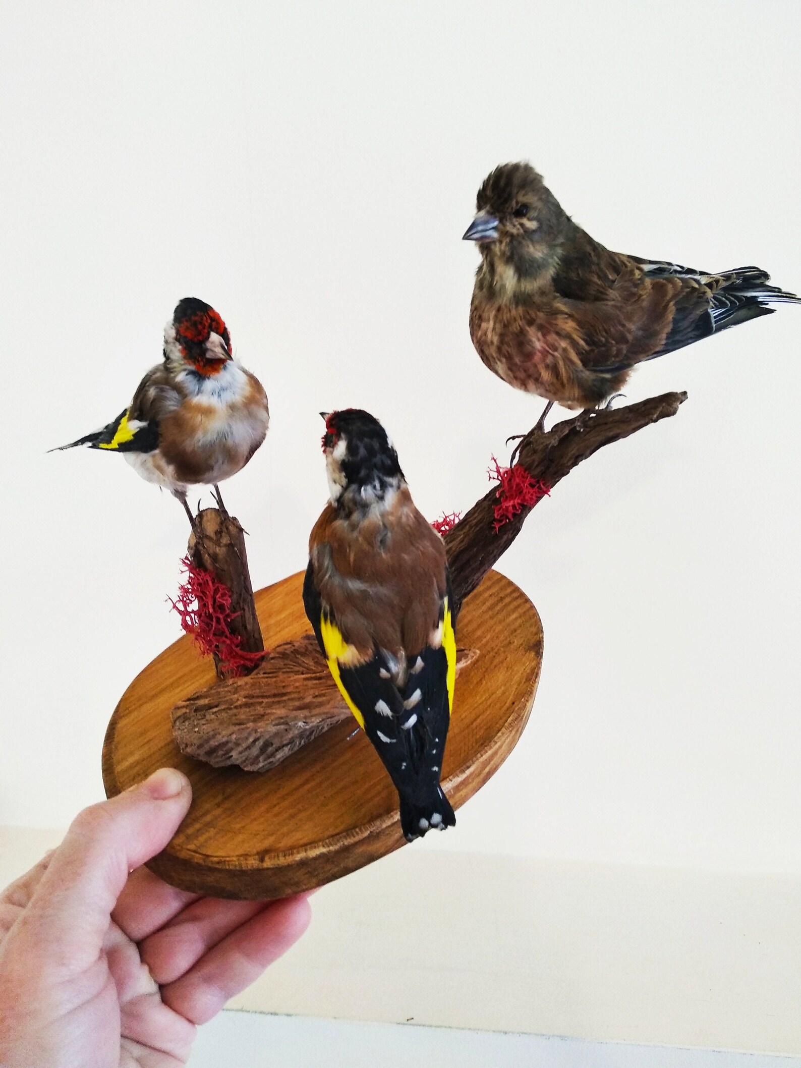 SALE Goldfinch Linnet Bird Taxidermy Composition Beautiful | Etsy