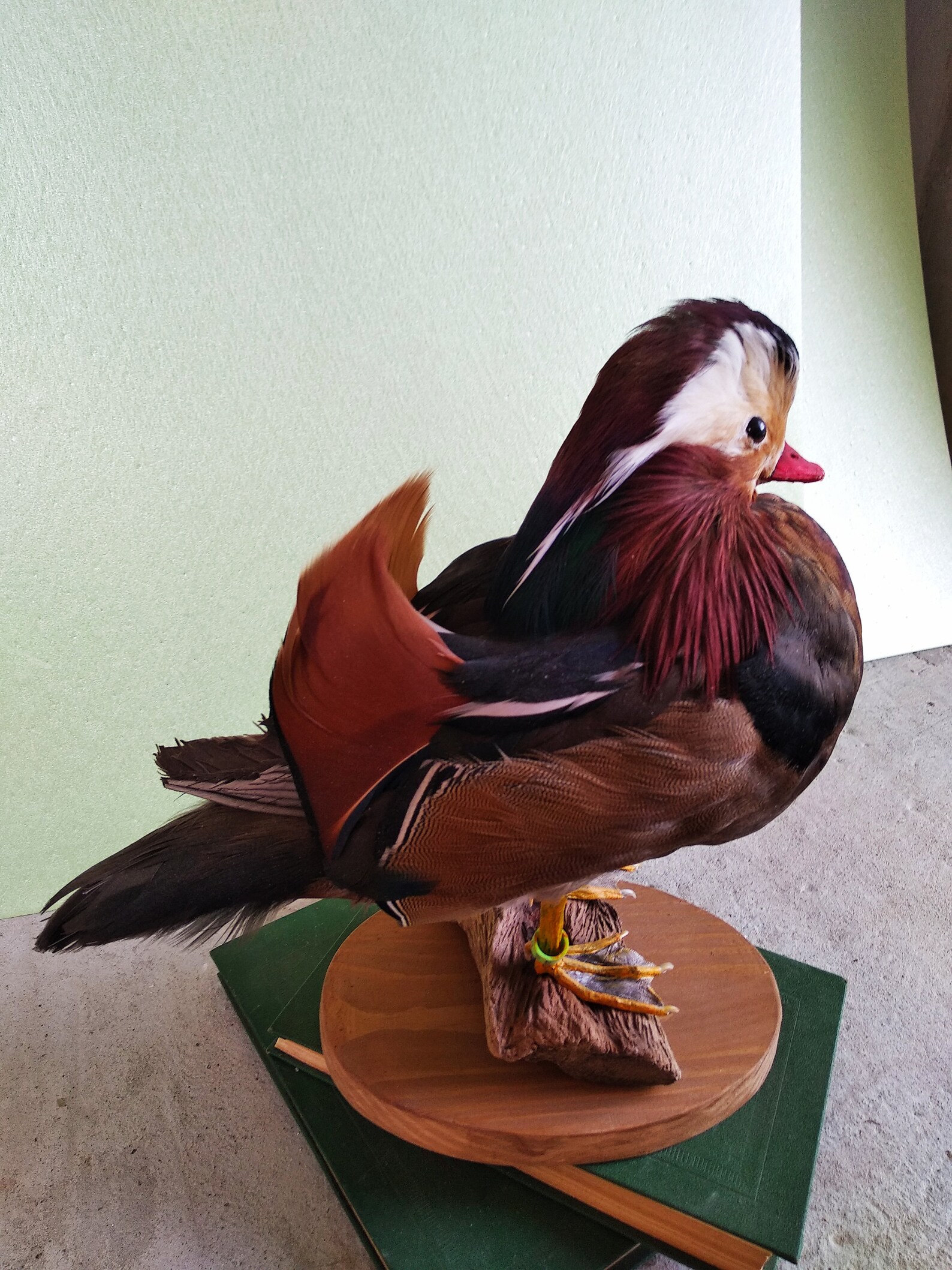 Mandarin Wood Duck taxidermy bird mount Etsy