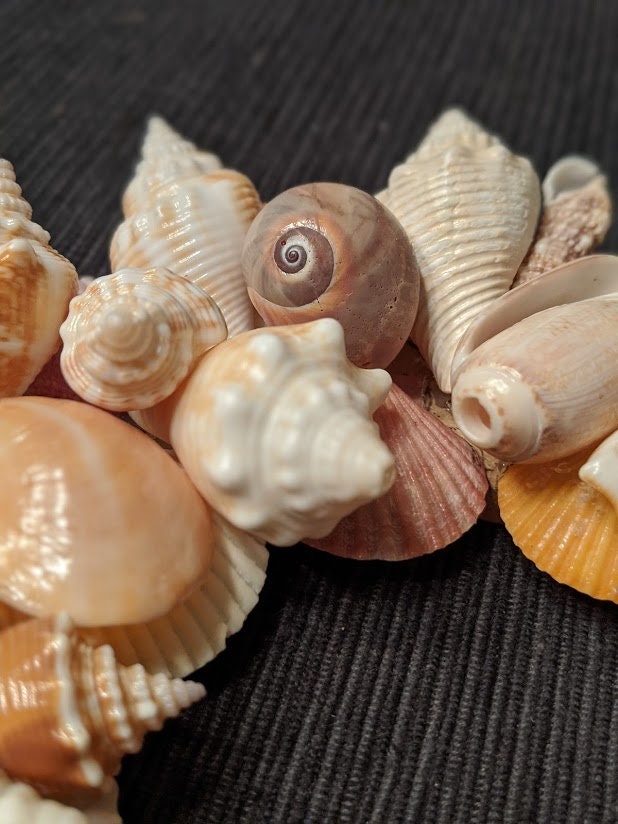 Tabletop Shells Shell Wreath Tabletop - Etsy