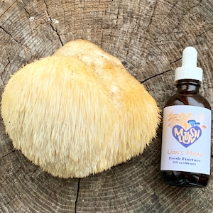 Lion's Mane (Hericium erinaceous )& Coral Tooth (Hericium corallodies) Mushroom Tincture