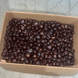 May include: A cardboard box filled with numerous dark brown buckeye nuts. The nuts have a smooth, shiny surface and are tightly packed together. The box is a light brown color.
