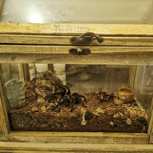 Vivarium Dekor, Reptilien Futterschale, Reptilien Liebhaber Geschenk, Exotisches Haustier, Vivarium Ausstattung, Futterschale, Wasserschale