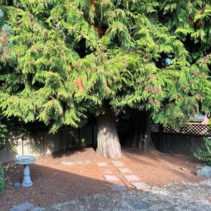Peut inclure: Un bain d'oiseaux en béton avec un design décoratif se trouve sur un lit de paillis brun. Le bain d'oiseaux est entouré d'arbres verts et d'une clôture en bois.