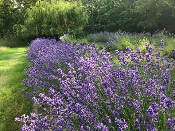 Organic edible lavender flowers