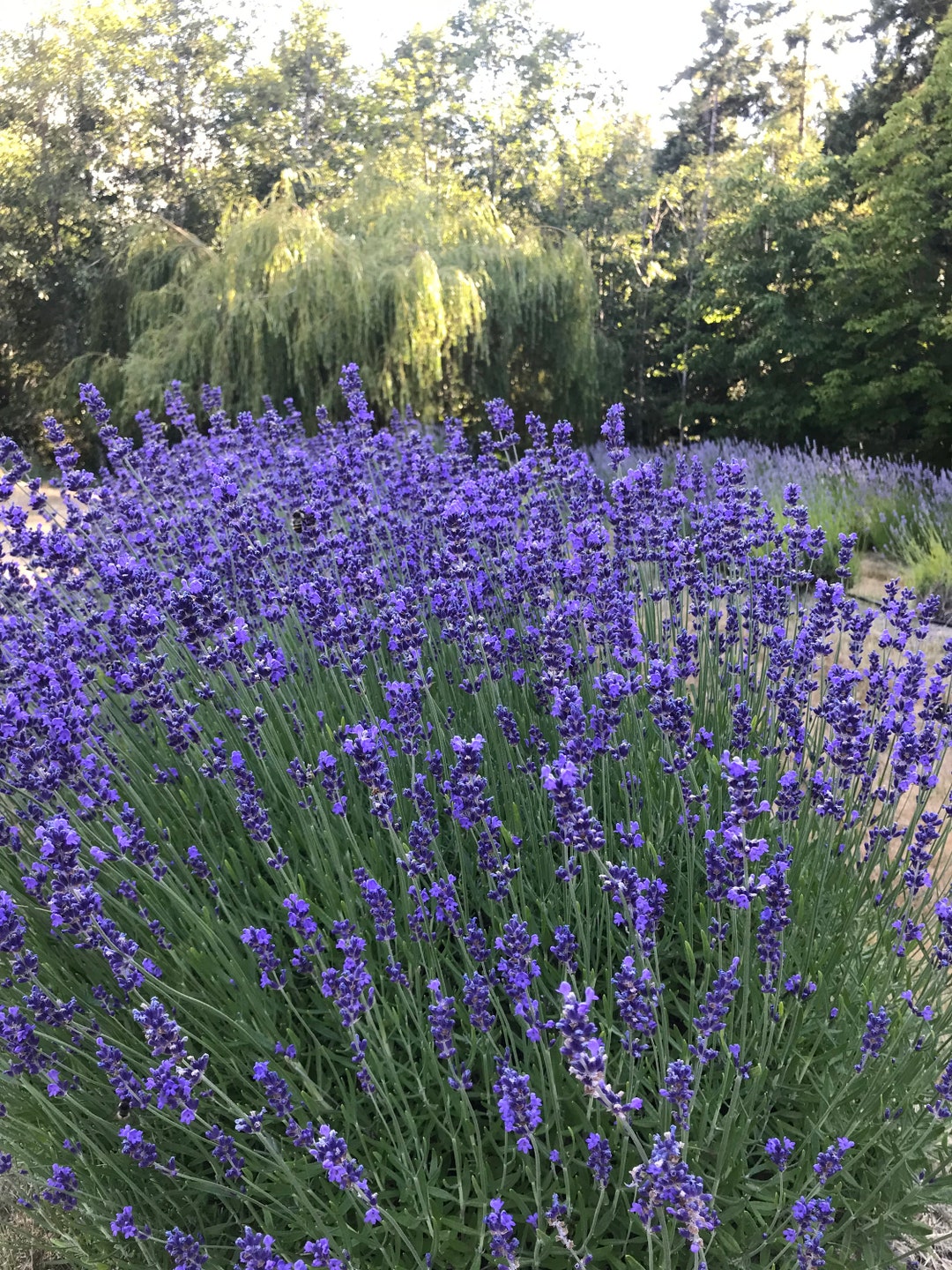 Lavender Dried Flowers, Organic Dried Lavender Flower Buds, 1/4 Pound