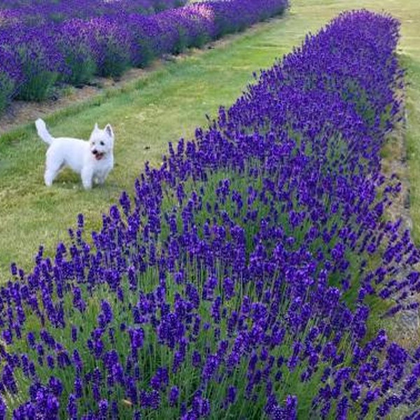 Lavendelsamen, Hidcote, 500 Samen, lila Blütenspitzen, extrem duftend, frischer Samen, offen poliniert